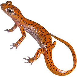 Spotted-tail